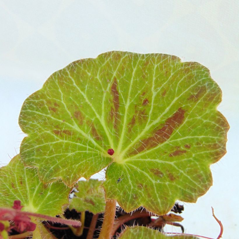 Saxifraga stolonifera Cuscutiformis - Saxífraga (Follaje)