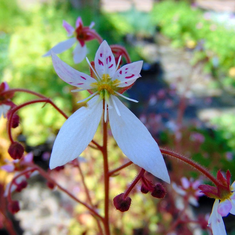 Saxifraga stolonifera Cuscutiformis - Saxífraga (Floración)