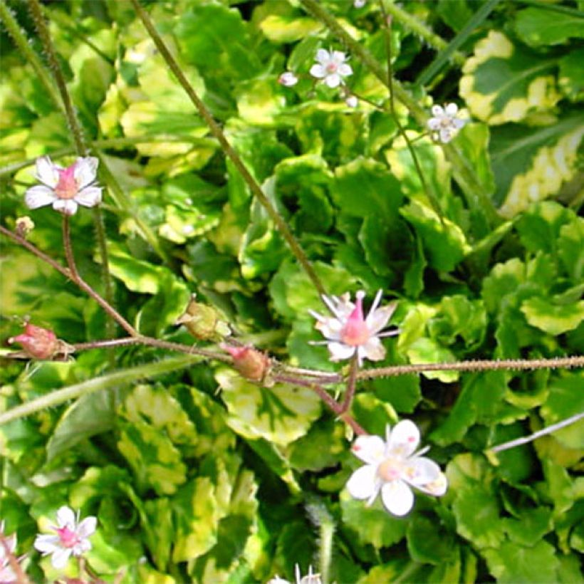 Saxifraga umbrosa Variegata - Saxífraga (Follaje)