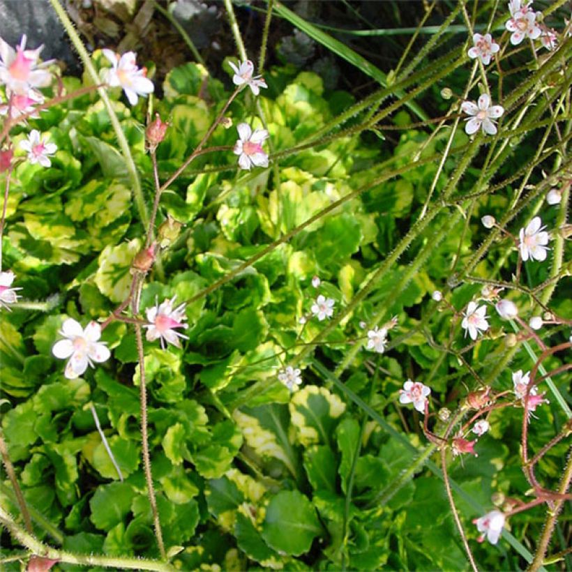 Saxifraga umbrosa Variegata - Saxífraga (Floración)