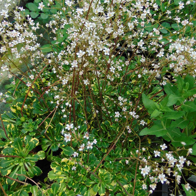 Saxifraga umbrosa Variegata - Saxífraga (Porte)