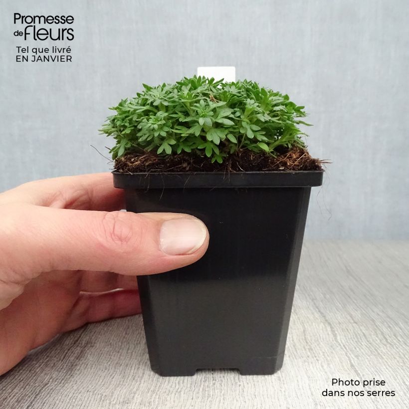 Saxifraga x arendsii Pixie - Saxifrage mousse Godet de 9cm Ejemplar entregado en invierno