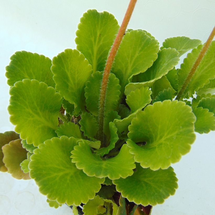 Saxifraga urbium - Saxífraga (Follaje)