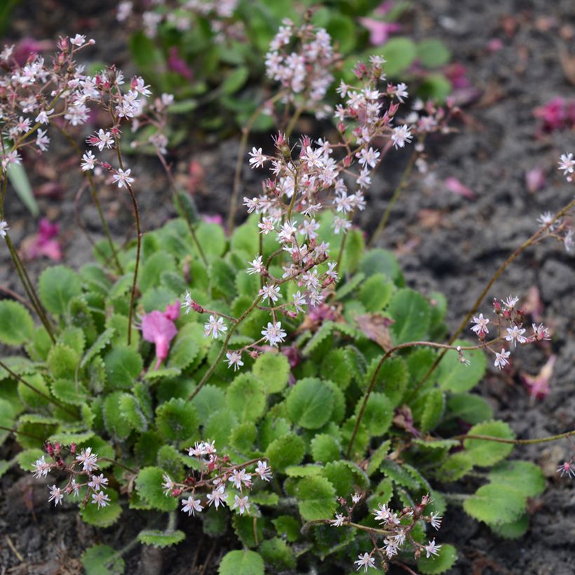 Saxifraga urbium - Saxífraga (Porte)