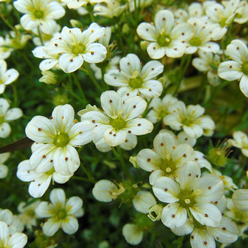 Saxifraga arendsii Pixie White - Saxífraga (Floración)