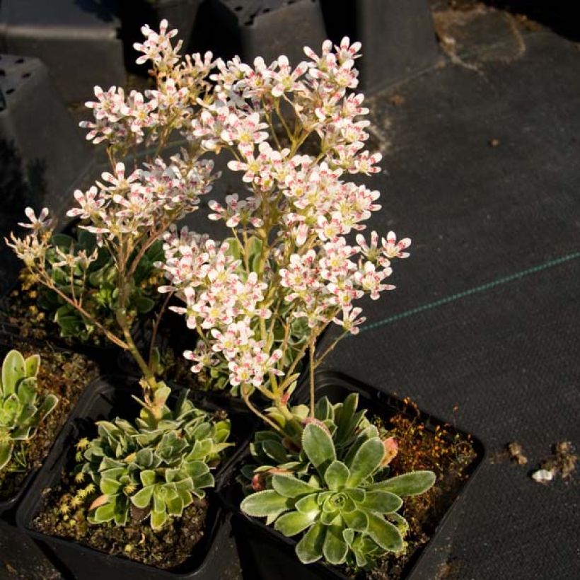 Saxifraga cotyledon Southside Seedling - Saxífraga (Porte)