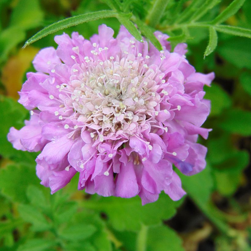 Scabiosa columbaria Pink Mist - Escabiosa (Floración)