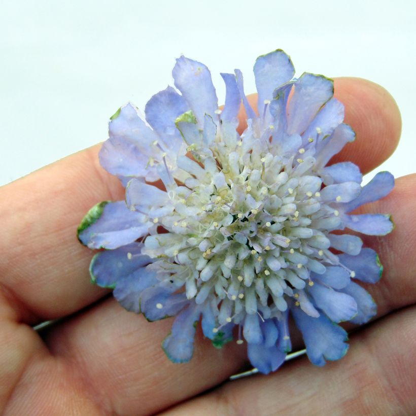 Scabiosa columbaria Butterfly Blue - Escabiosa (Floración)