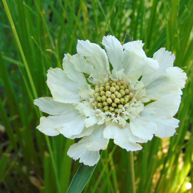 Scabiosa caucasica Alba - Escabiosa (Floración)