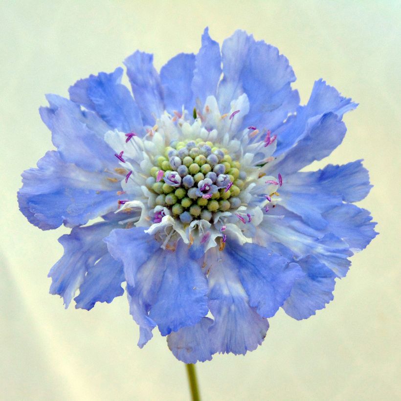 Scabiosa caucasica Perfecta - Escabiosa (Floración)