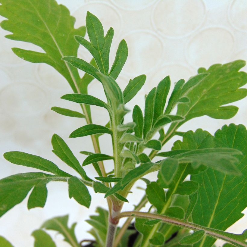 Scabiosa ochroleuca - Crema de alfileteros (Follaje)