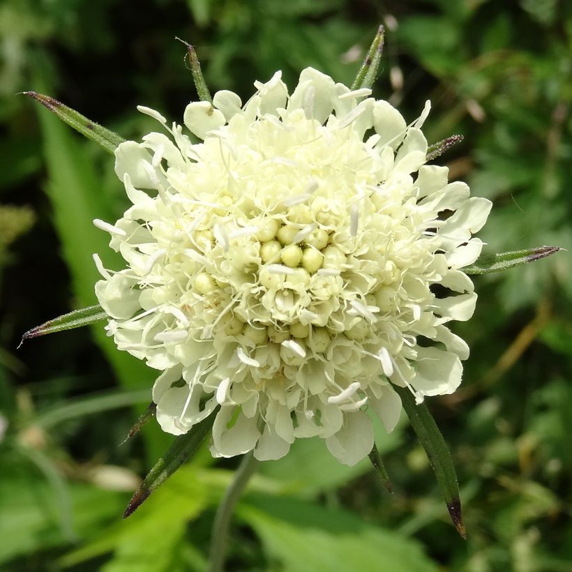 Scabiosa ochroleuca - Crema de alfileteros (Floración)