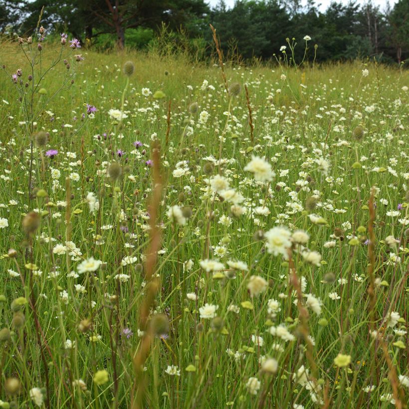 Scabiosa ochroleuca - Crema de alfileteros (Porte)