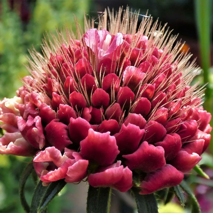 Scabiosa atropurpurea Marshmallow Scoop (Floración)