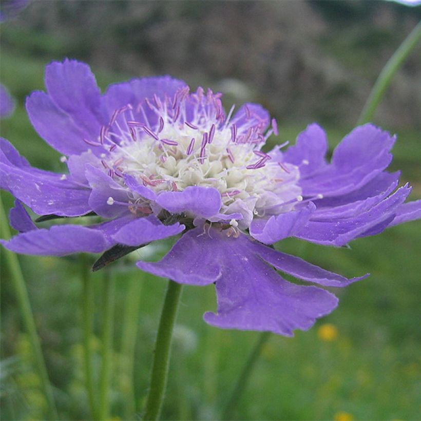 Scabiosa caucasica Kompliment - Escabiosa (Floración)