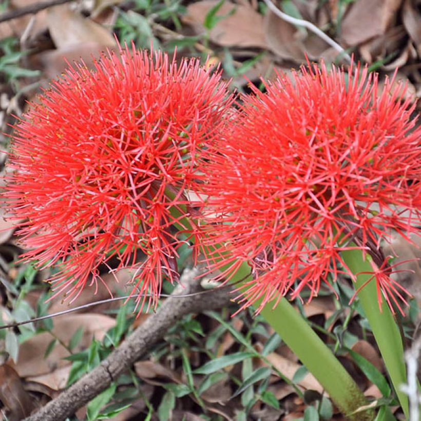 Scadoxus multiflorus subsp multiflorus - Flor de sangre (Floración)