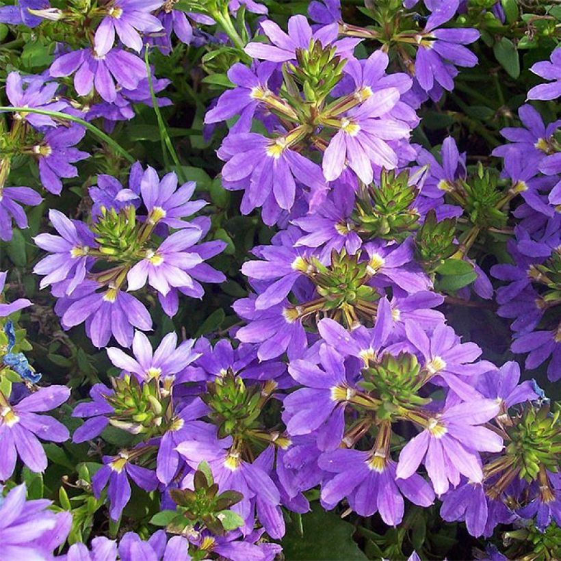 Scaevola aemula Surdiva Bleu (Floración)