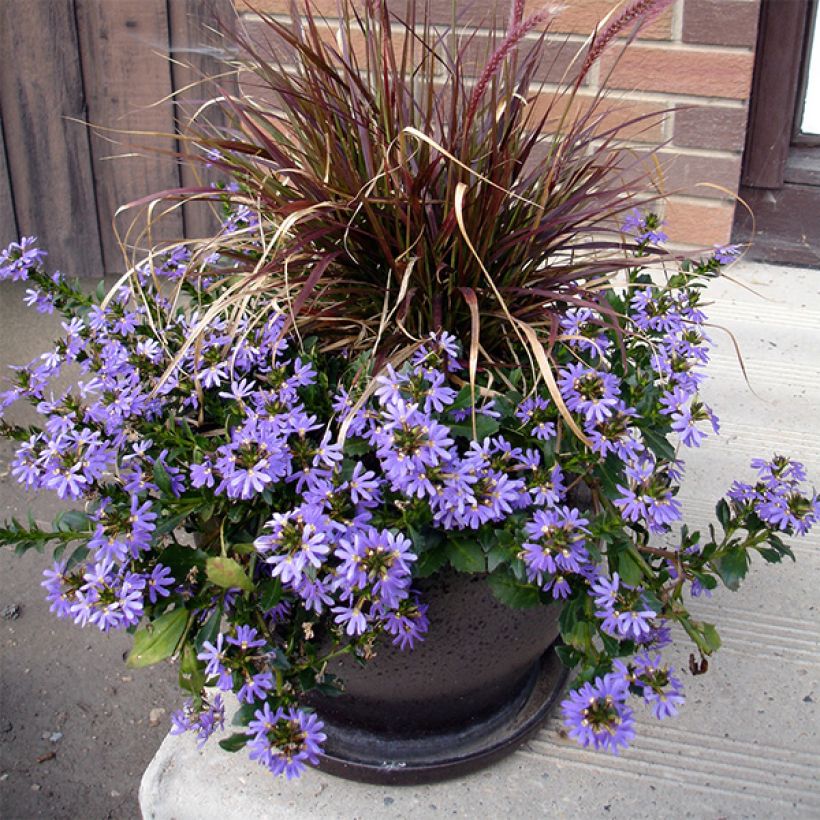 Scaevola aemula Surdiva Bleu (Porte)