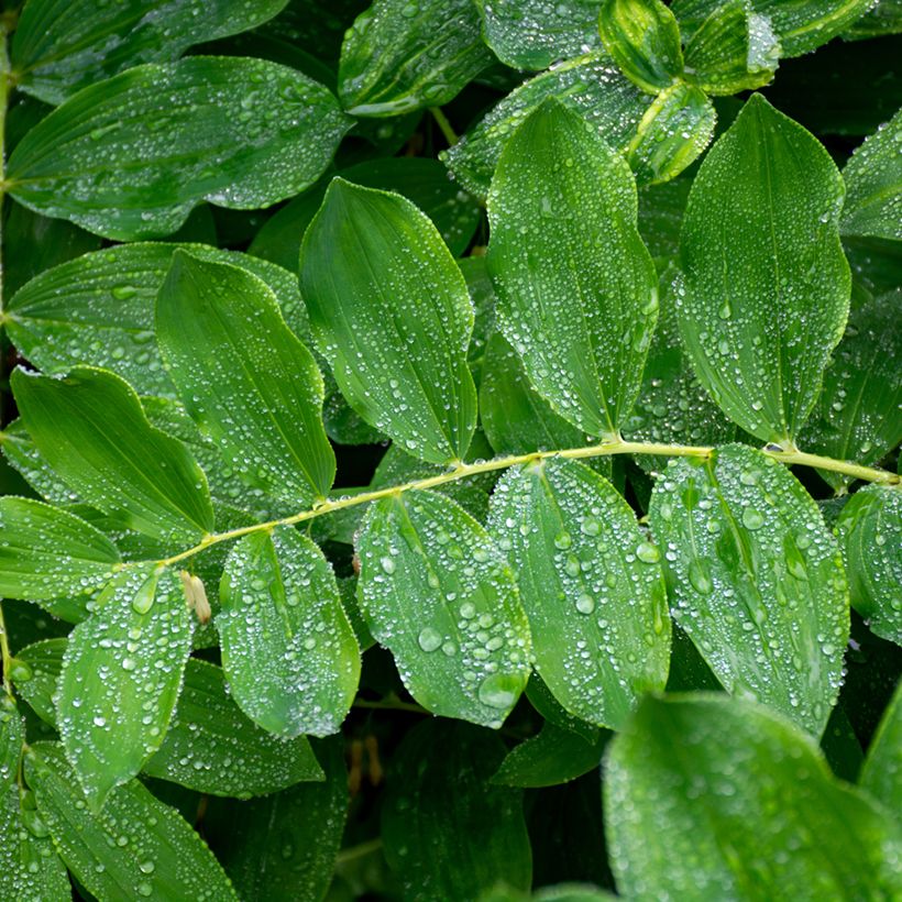 Polygonatum multiflorum - Sello de Salomón (Follaje)