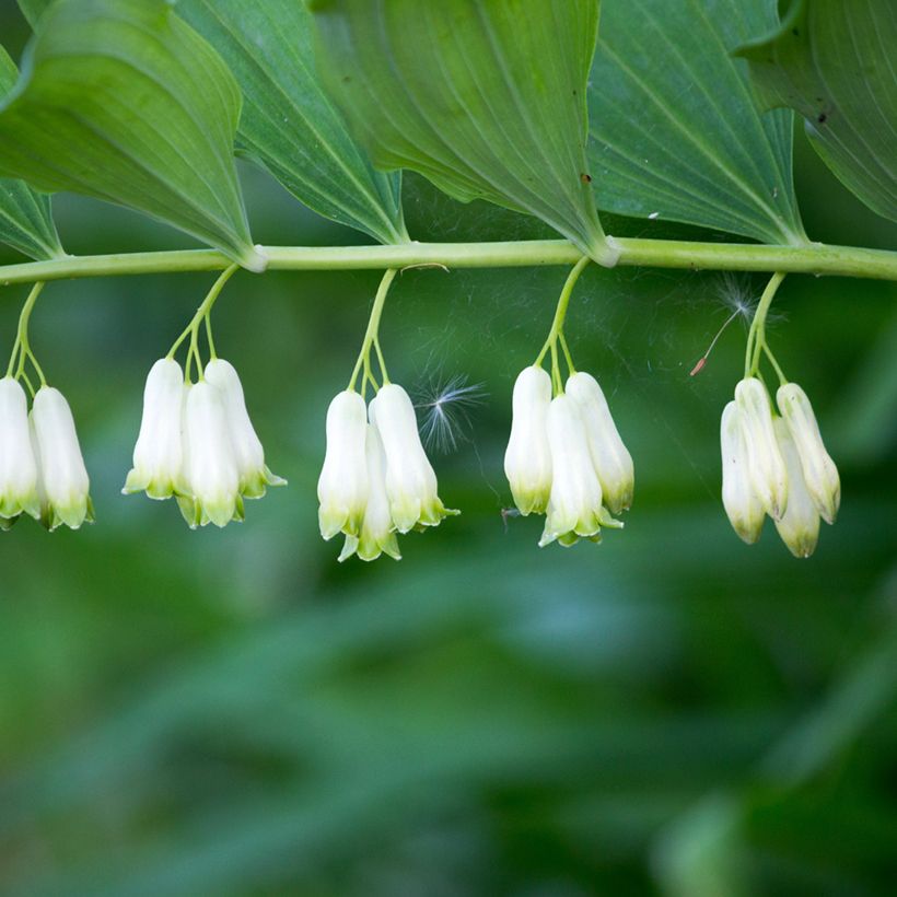 Polygonatum multiflorum - Sello de Salomón (Floración)