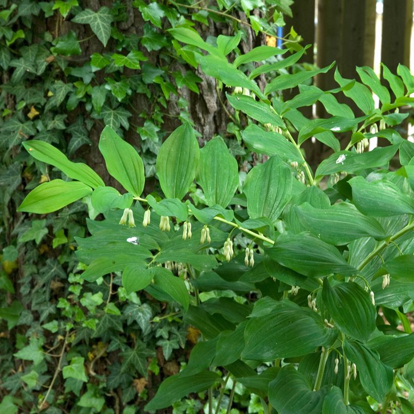 Polygonatum multiflorum - Sello de Salomón (Porte)