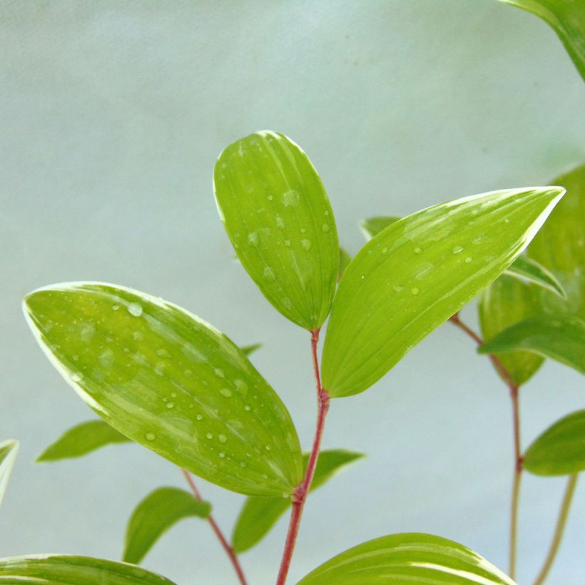 Polygonatum falcatum Variegatum (Follaje)