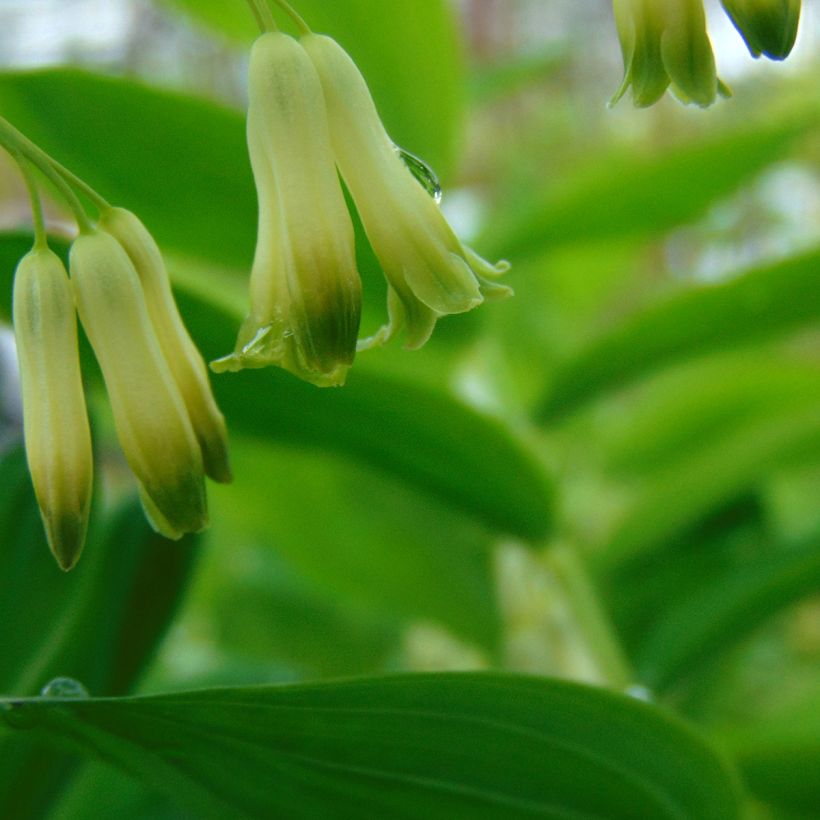 Polygonatum commutatum (Floración)