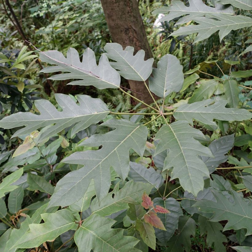 Schefflera delavayi (Follaje)