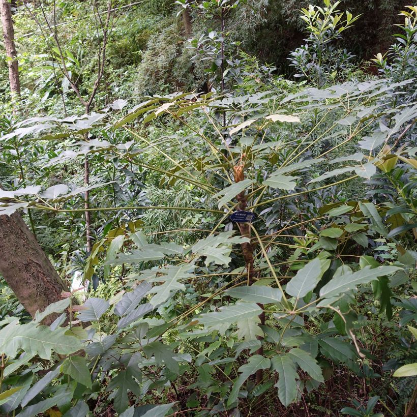 Schefflera delavayi (Porte)