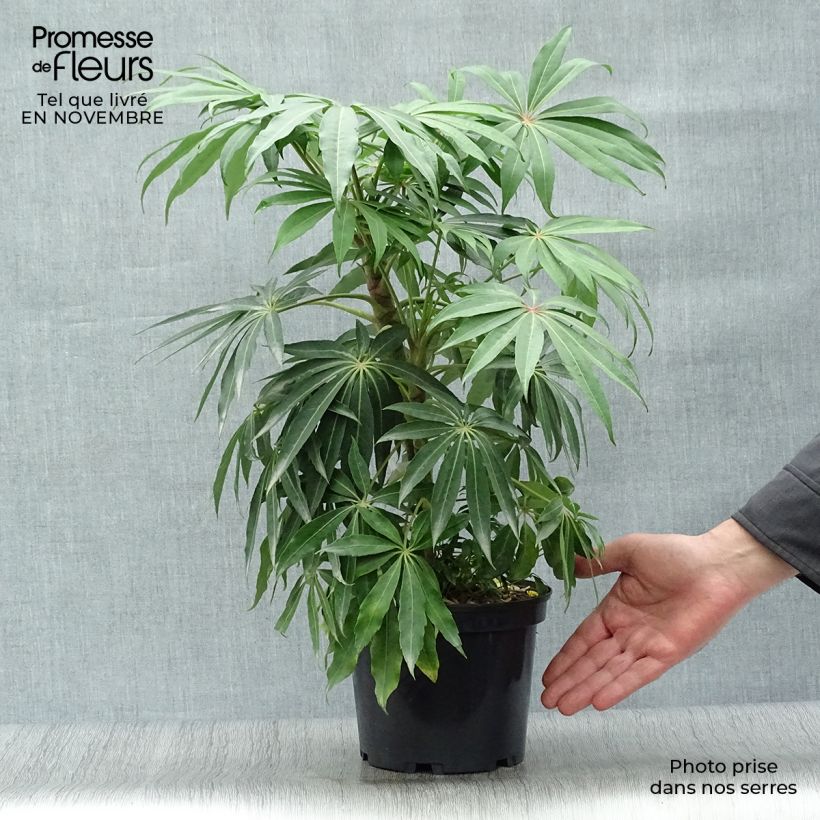 Ejemplar de Schefflera taiwaniana Pot de 2L/3L entregado en otoño