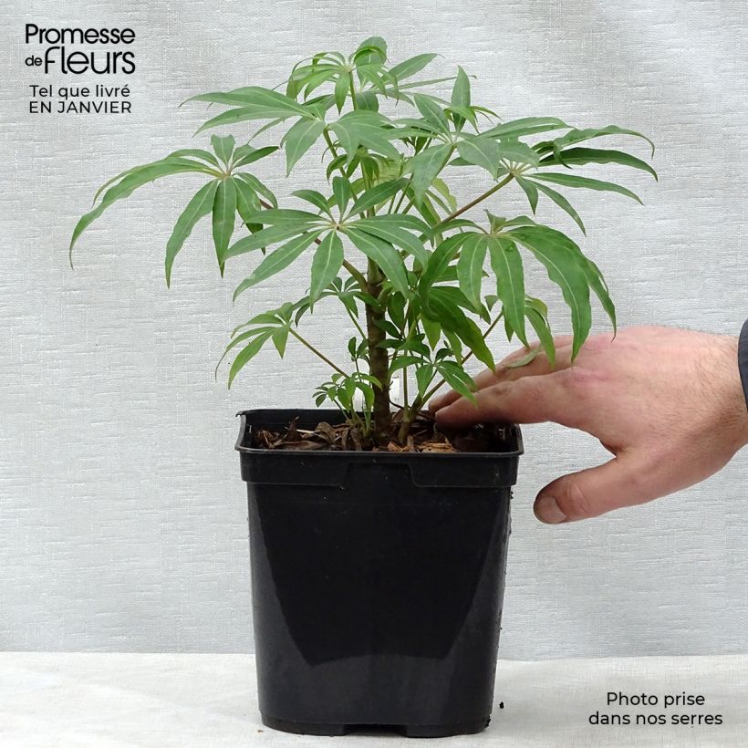 Schefflera taiwaniana Pot de 2L/3L Ejemplar entregado en invierno