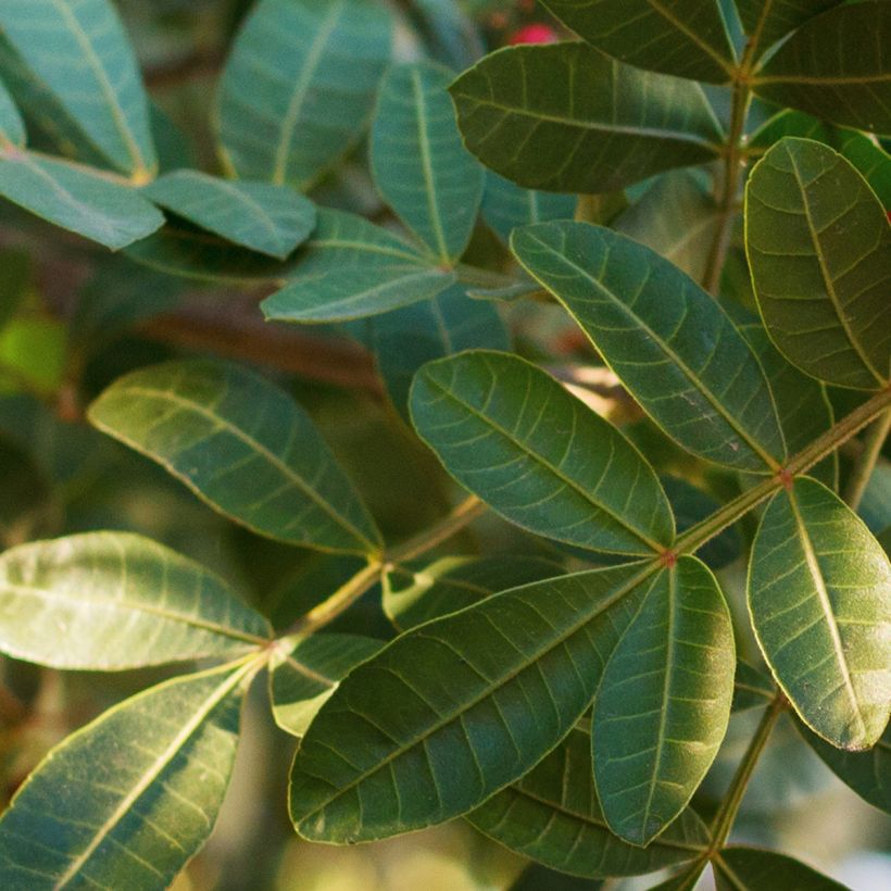 Schinus terebinthifolius - Pimentero del Brasil (Follaje)