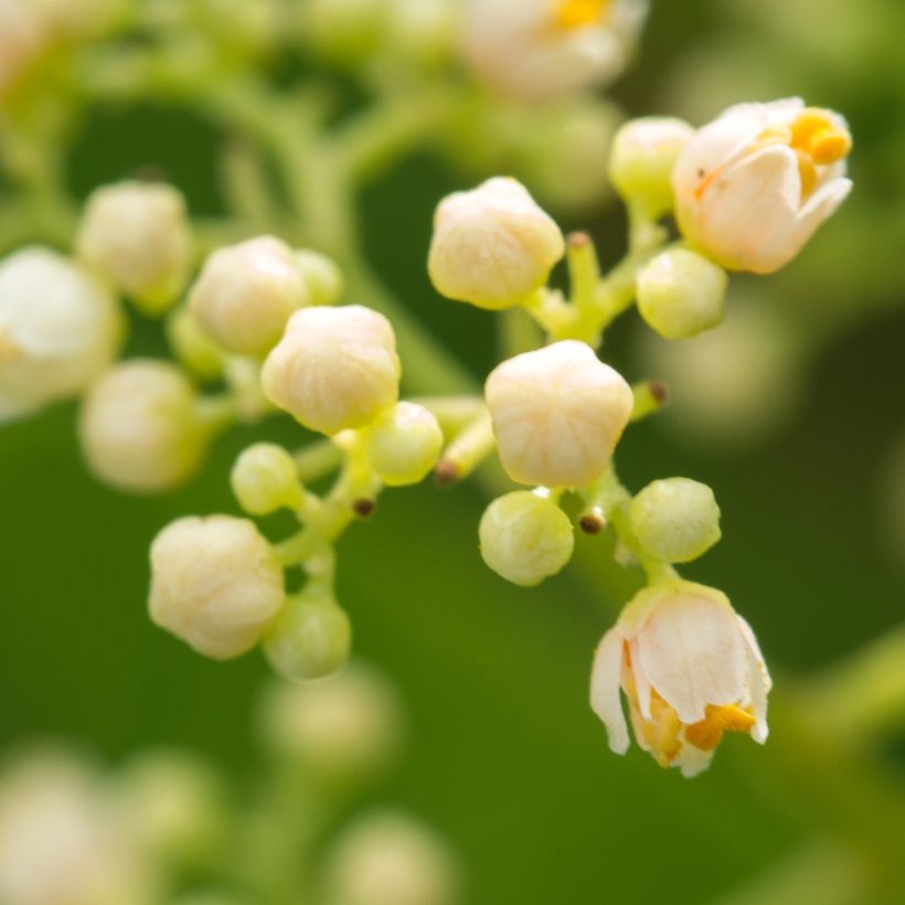 Schinus terebinthifolius - Pimentero del Brasil (Floración)