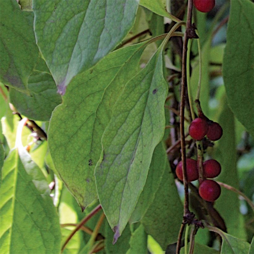 Schisandra chinensis (Follaje)