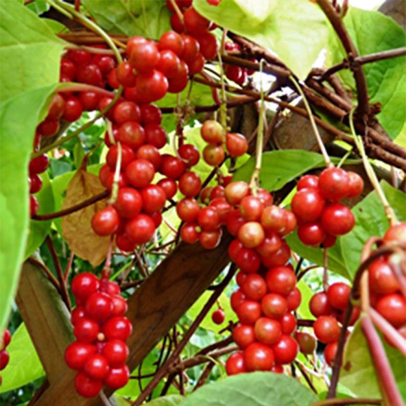 Schisandra chinensis (Cosecha)