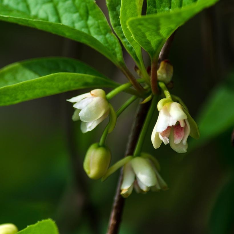 Schisandra Sadova N°1 - Schisandra chinensis (Floración)