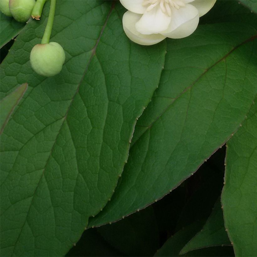 Schisandra grandiflora (Follaje)