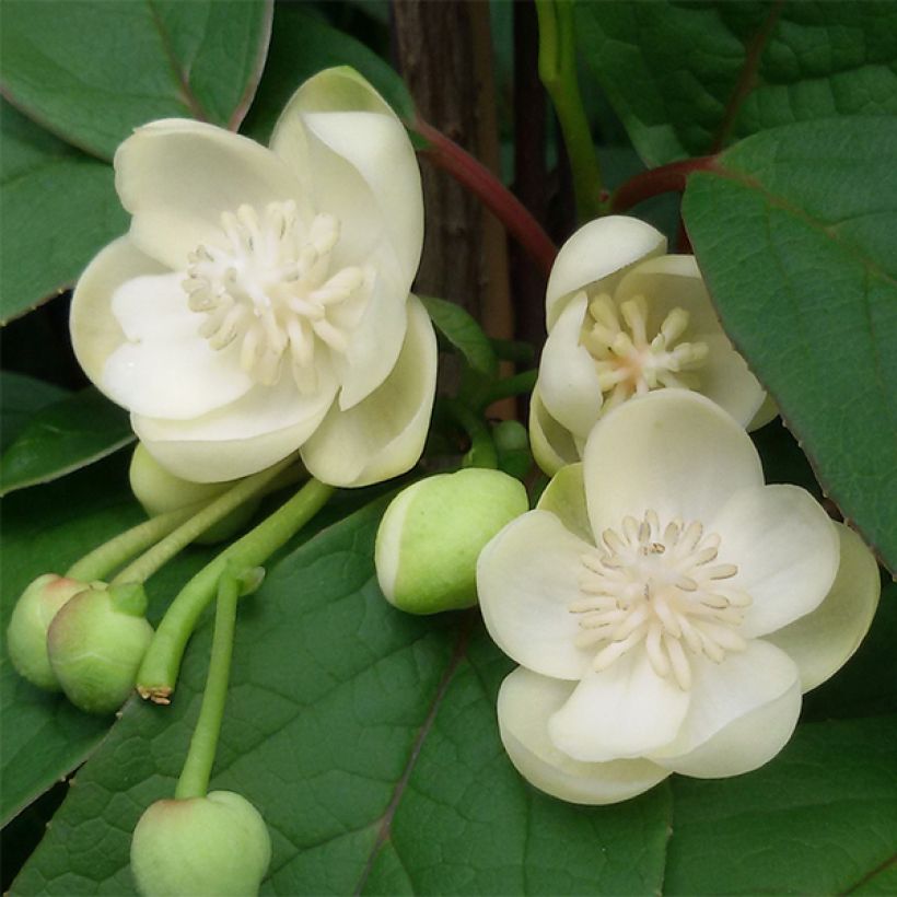 Schisandra grandiflora (Floración)