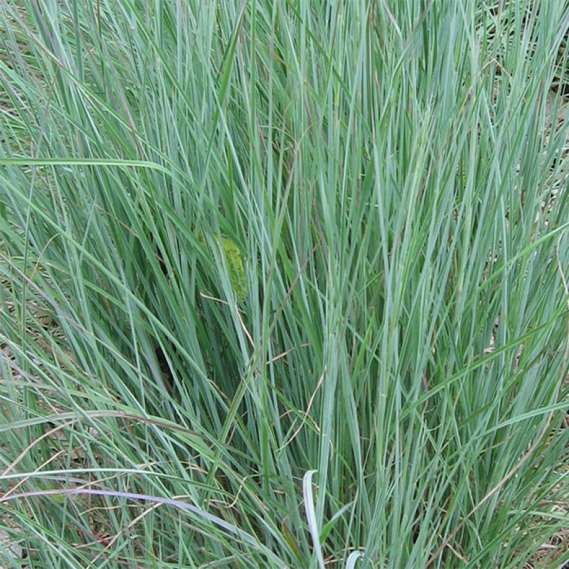 Schizachyrium scoparium (Follaje)