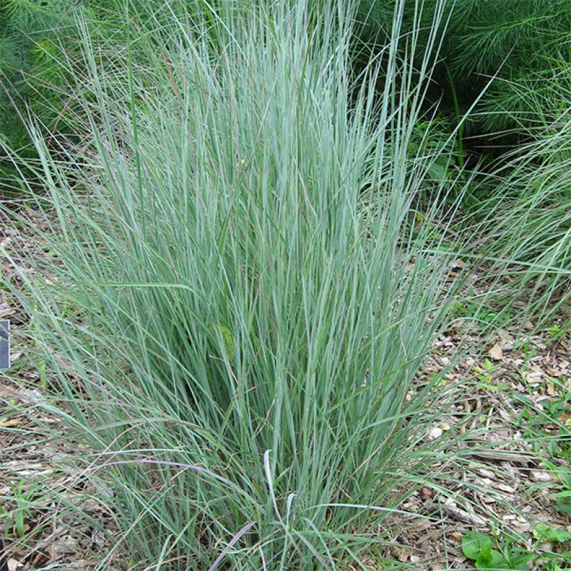 Schizachyrium scoparium (Porte)