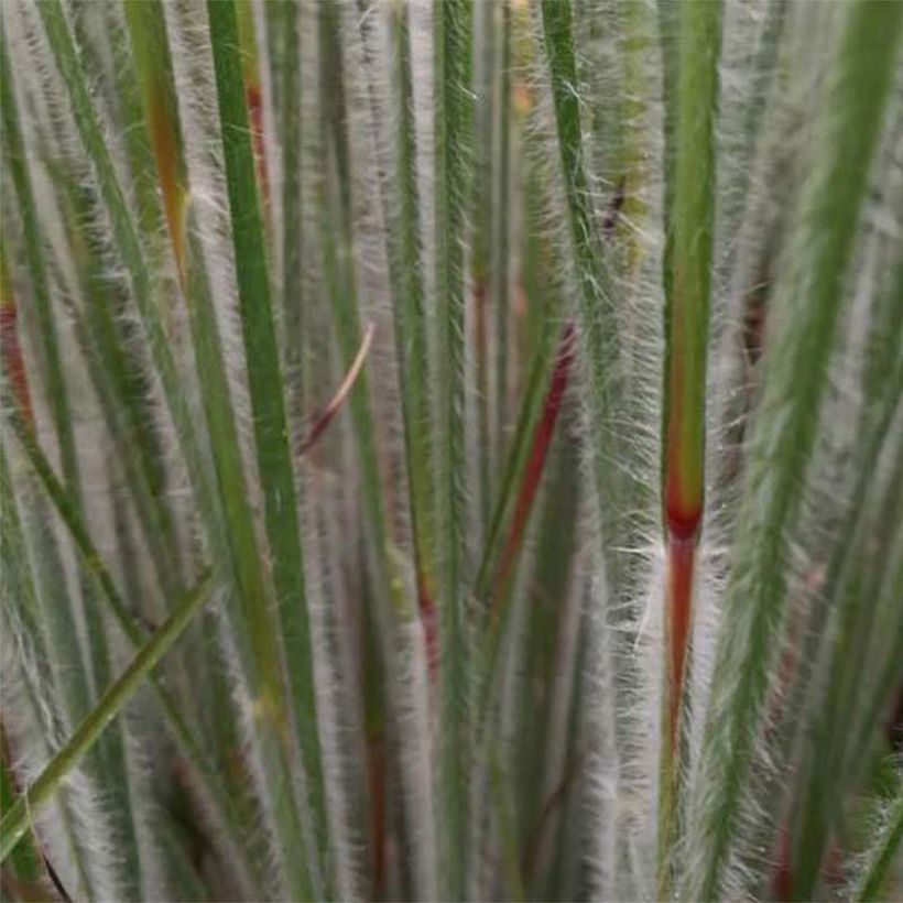 Schizachyrium scoparium Ha Ha Tonka (Follaje)