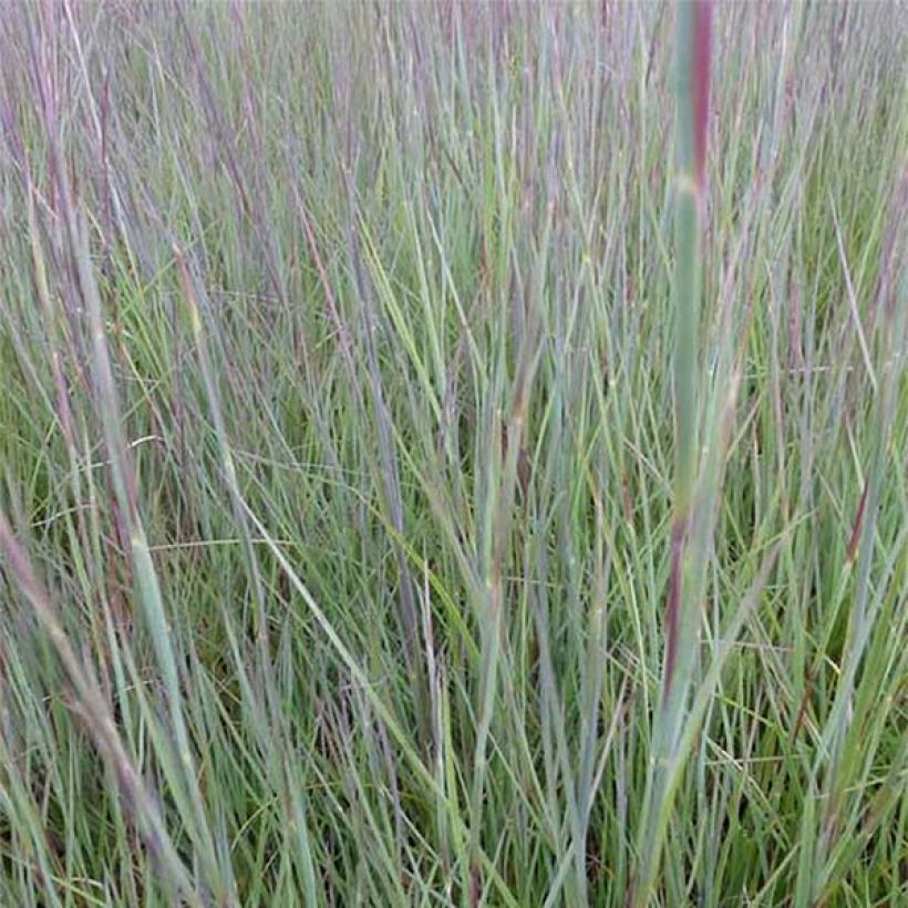 Schizachyrium scoparium Prairie Blues (Follaje)