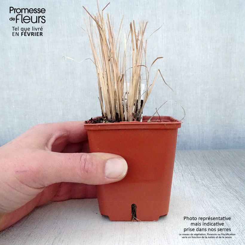 Schizachyrium scoparium Standing Ovation Godet de 9cm Ejemplar entregado en invierno