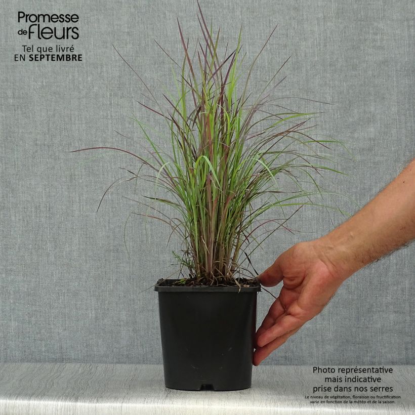 Ejemplar de Schizachyrium scoparium Twilight Zone - Herbe à balais Pot de 2L/3L entregado en otoño