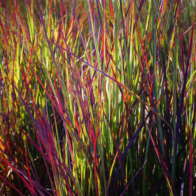 Schizachyrium scoparium Twilight Zone (Follaje)