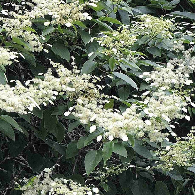 Schizophragma fauriei (Floración)