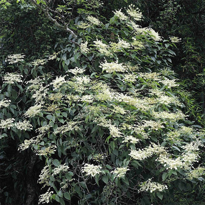 Schizophragma fauriei (Porte)