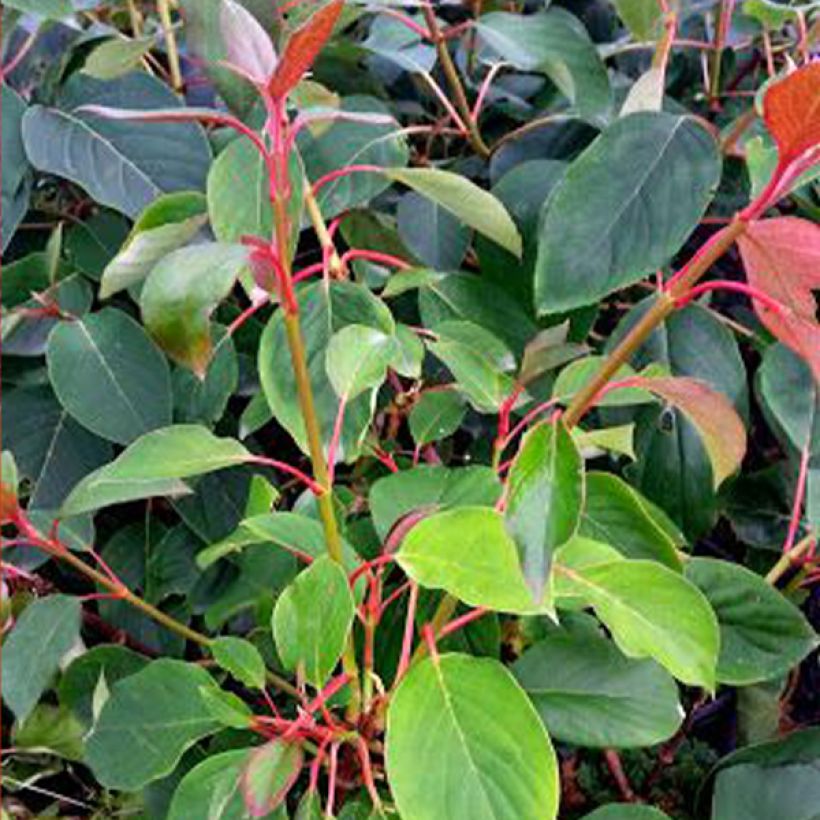 Schizophragma hydrangeoides Red Rhapsody MonLaBaHe (Follaje)