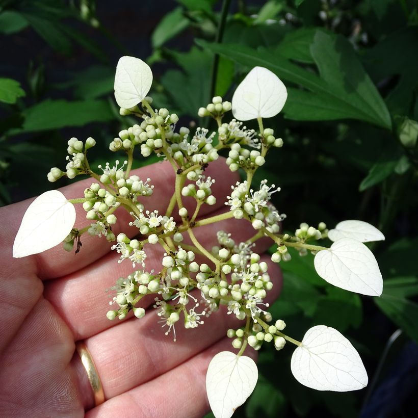 Schizophragma hydrangeoides (Floración)