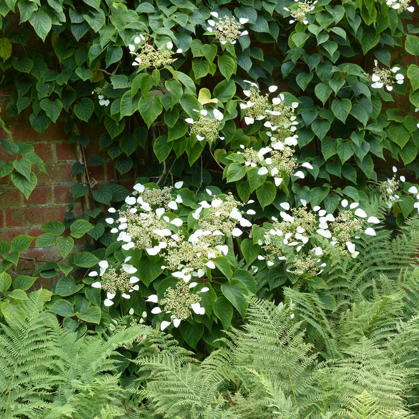 Schizophragma hydrangeoides (Porte)